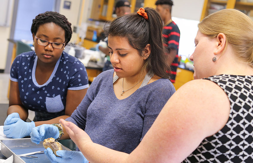 Faculty assists students pursuing a Biology degree at Curry College in the lab